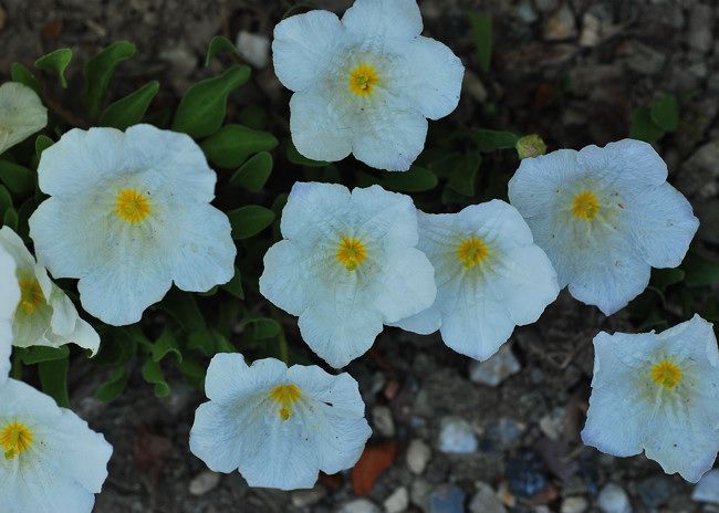 白い花とポピー フォト安次郎 安らぎの風景 楽天ブログ