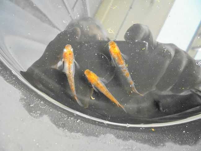 カテゴリ未分類 メダカ と 投げ釣り のページ 楽天ブログ