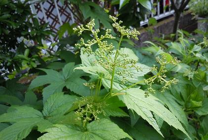 2012年5月21日 　キョウガノコ.jpg