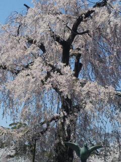 京都枝垂れ桜