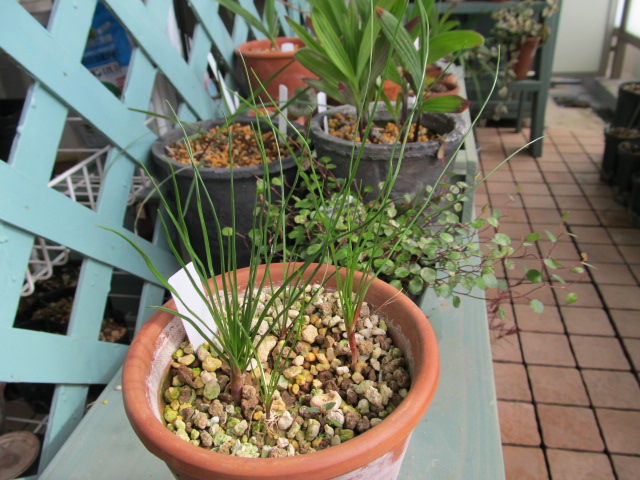 jan31 040.JPG