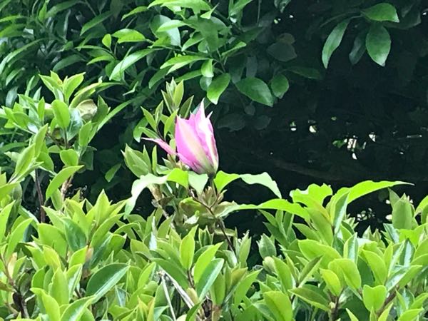 rblog-20180430175651-00.jpg