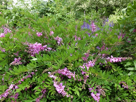 オープンガーデン