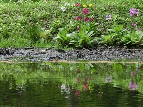 千手ケ浜クリンソウ黄色