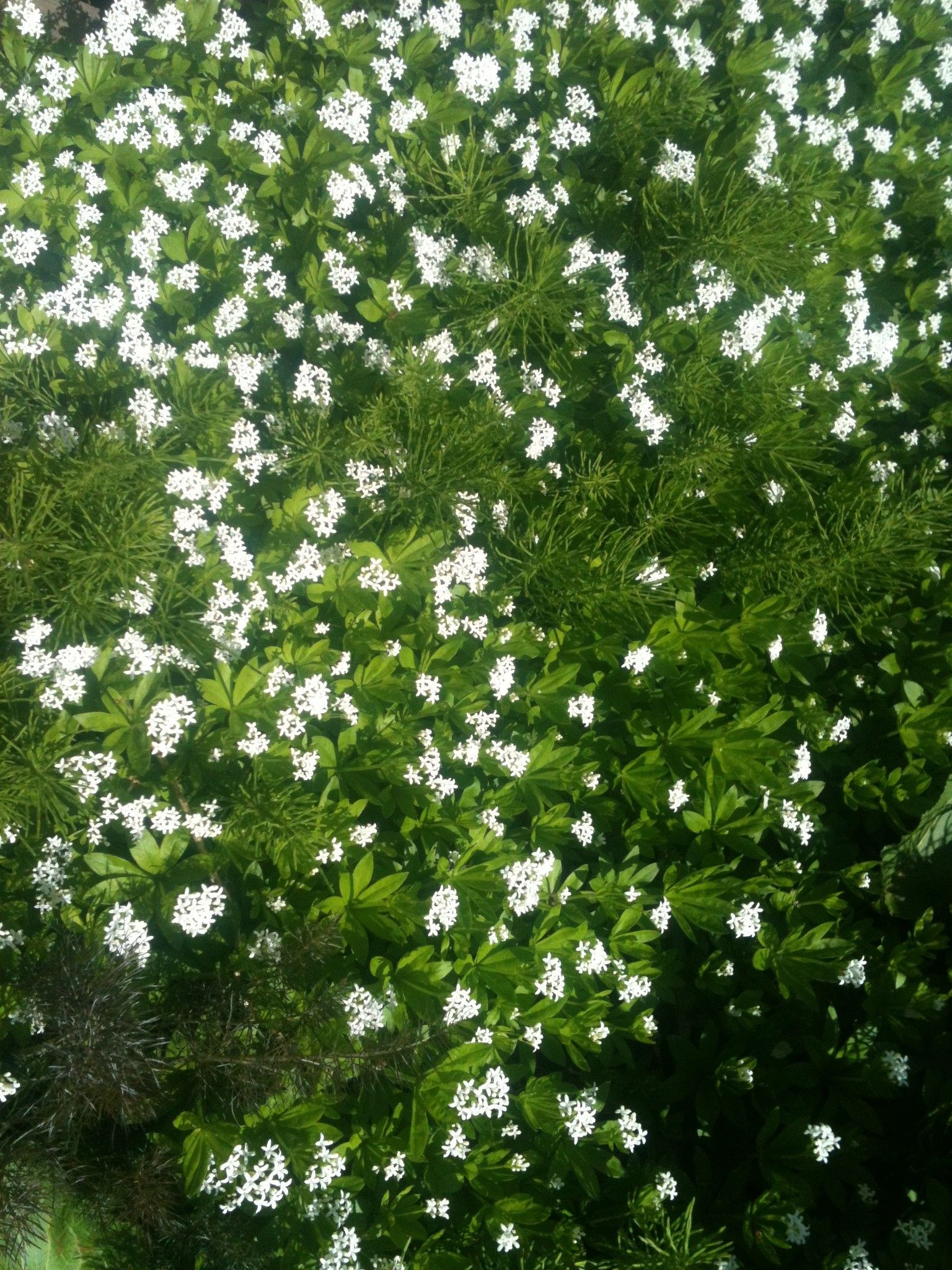 スィートウッドラフの花 部長のブログ 楽天ブログ