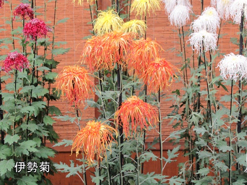 伊勢菊・丁子菊・嵯峨菊花壇