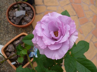 P1110197ss.jpg