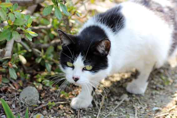 我が家のニャンコ♪2014/03/21-2