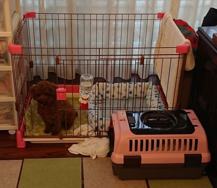 トイプー 仔犬の頃のケージとサークル リビングフリーまでの道のり 犬 晴れ ときどきトイプー 楽天ブログ