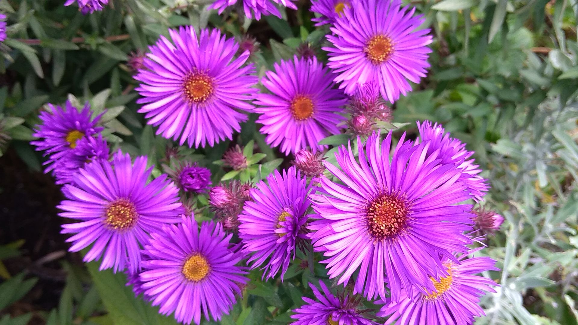 アスター パープルドームが満開 花に癒されて 楽天ブログ アスター パープルドームが満開 花に癒されて 楽天ブログ