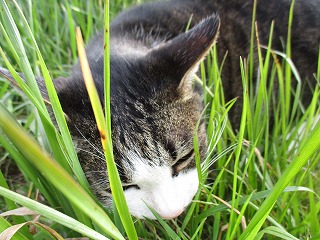 IMG_8141ss.jpg