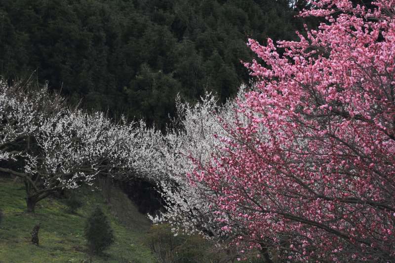 広橋梅林_006.jpg