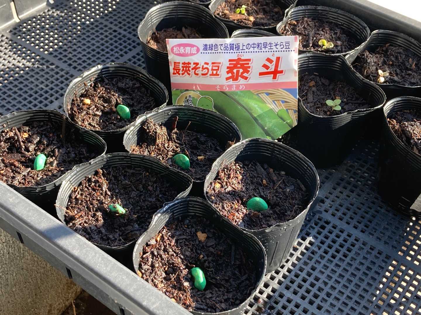 空豆の播種とカブ撤収 ちょびの一坪菜園 楽天ブログ