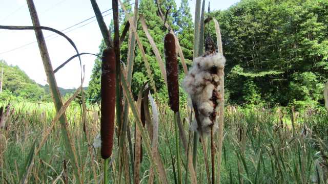 ガマの穂 幡谷自然農園 日記 楽天ブログ