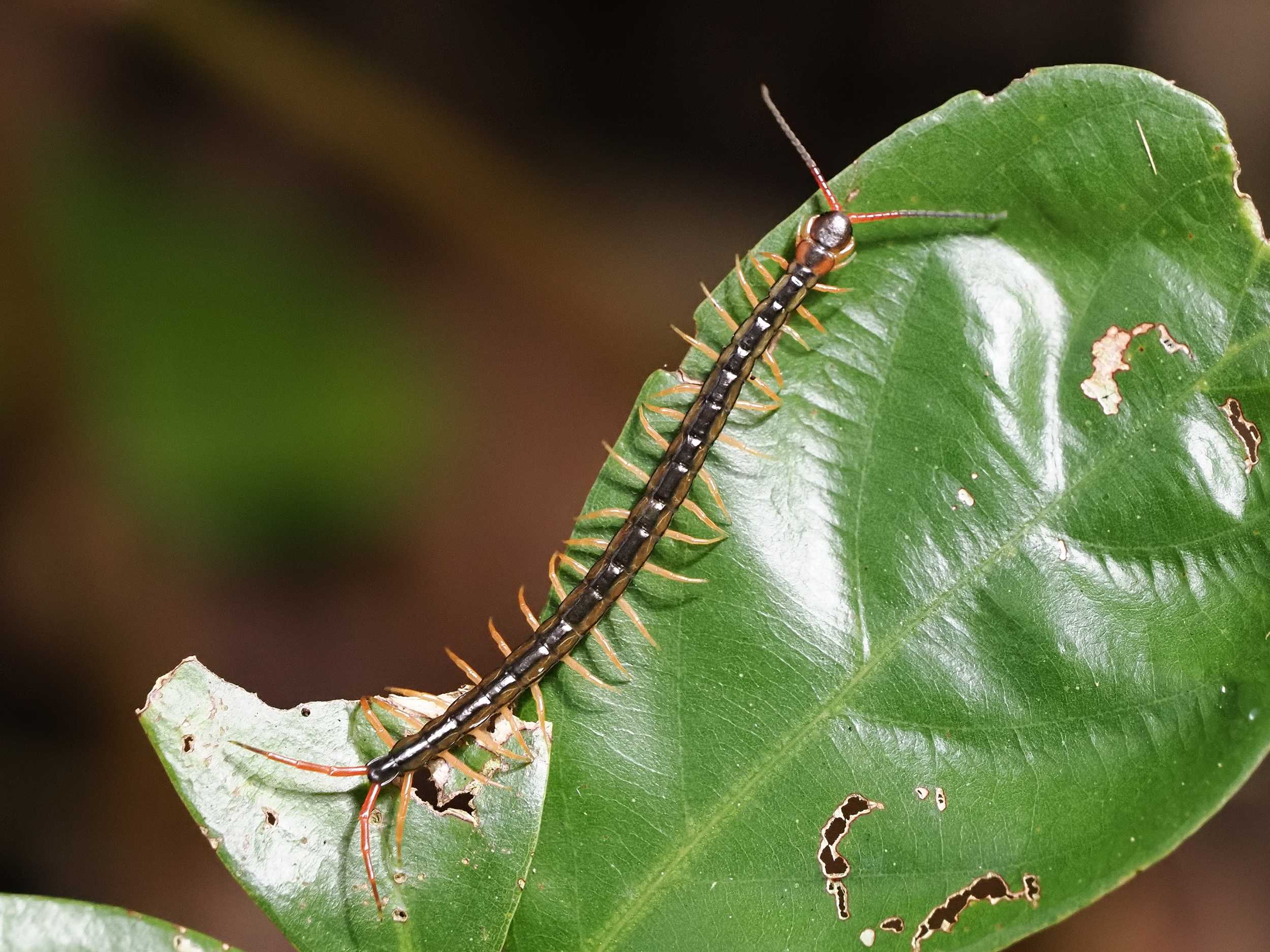 クモ類 多足類 の記事一覧 花鳥風枝 楽天ブログ