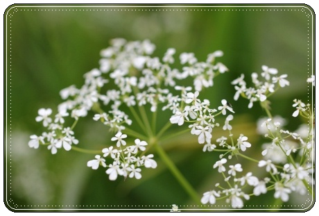 犀川河川敷-6 シャク 13.5.4