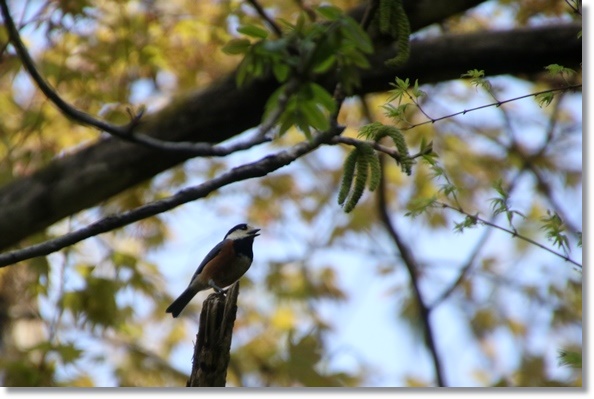 樹木公園-28 ヤマガラ-2 16.4.20