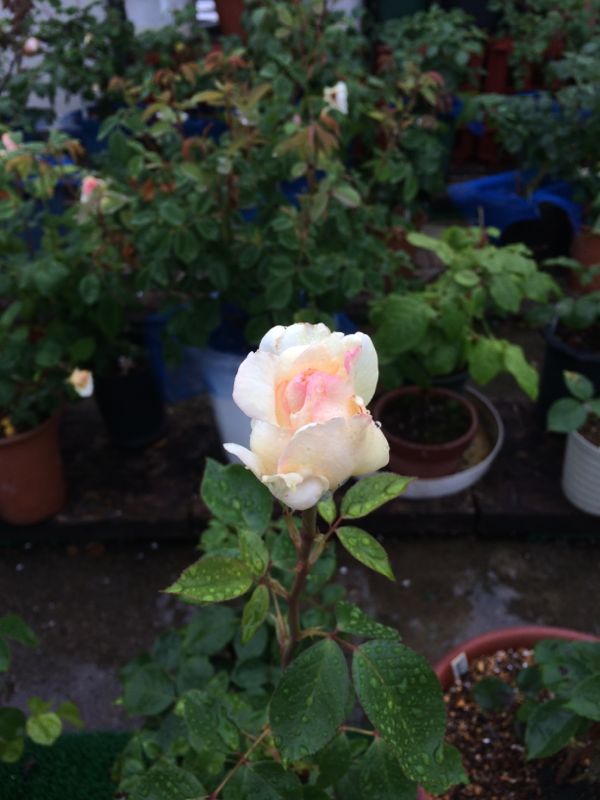 rblog-20140526115438-03.jpg