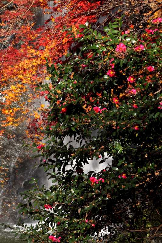 残り紅葉と大滝_004山茶花.jpg