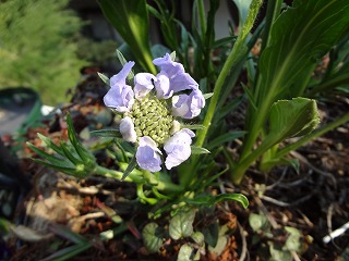 DSC00262.jpg
