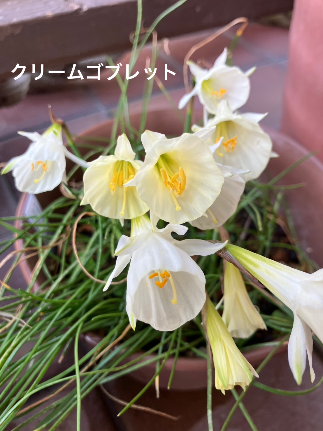 原種水仙たち | Kimi.teaの花日記 - 楽天ブログ