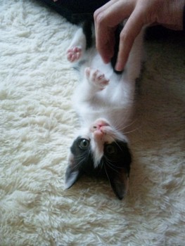 120617_170554 (263x350).jpg