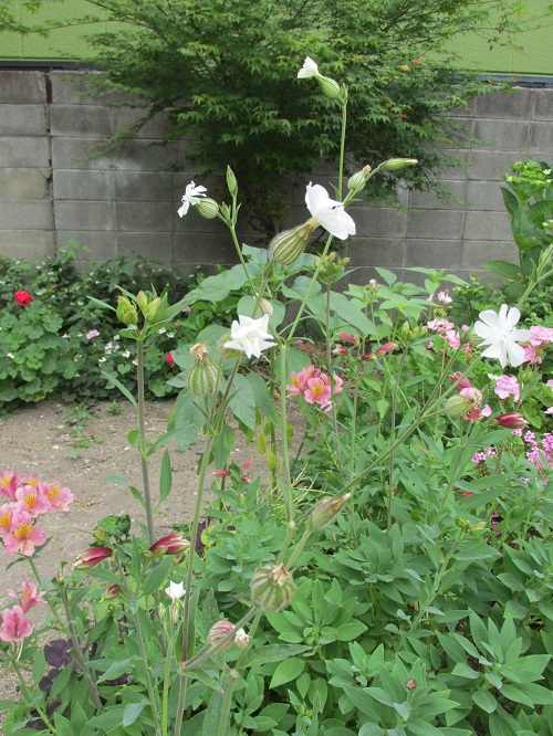 花の名調査中