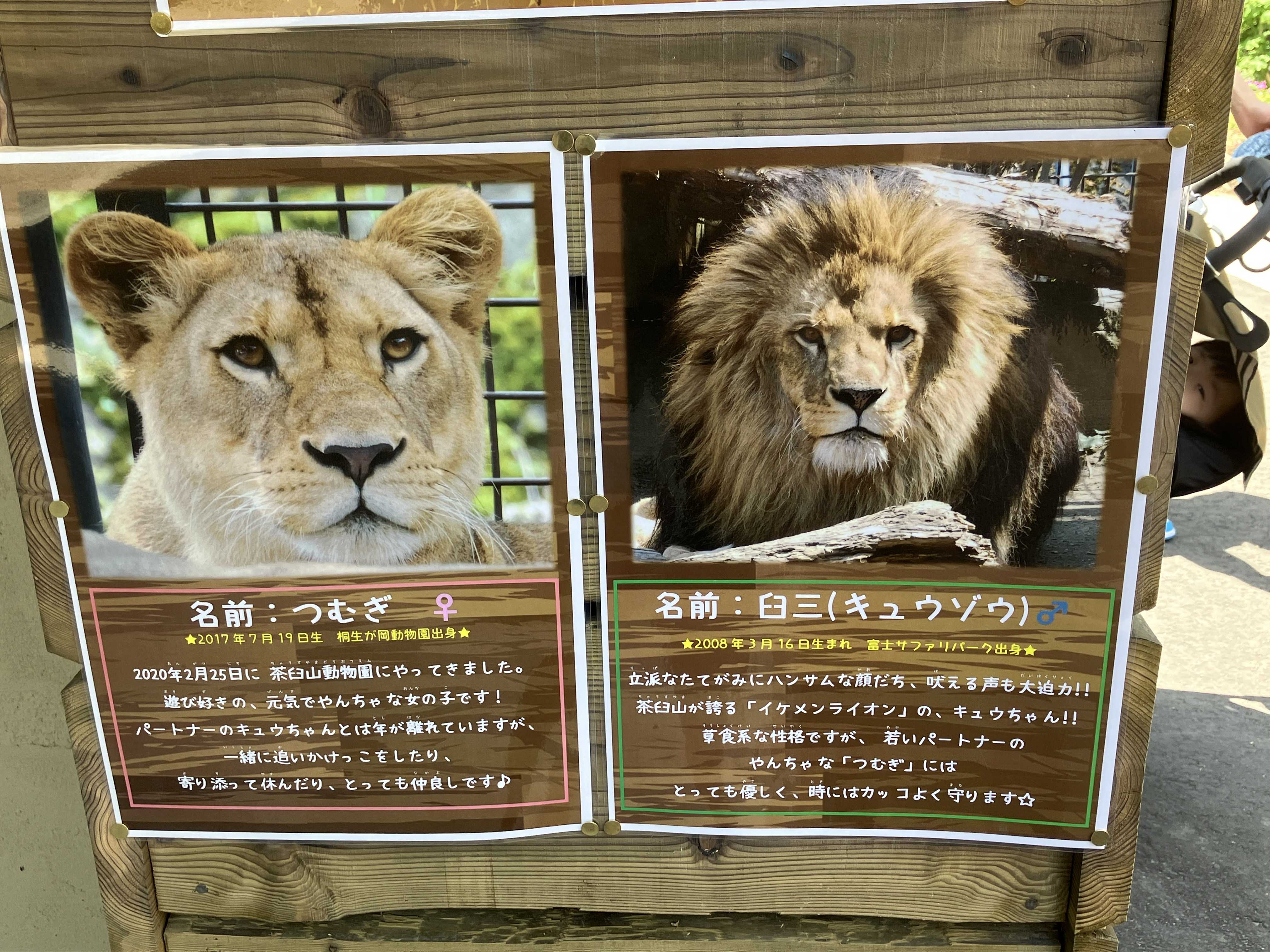 新ライオン舎のライオン達 | 今日は誰と会えるかな だいたい東山動