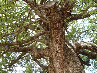 P1040127ss.jpg