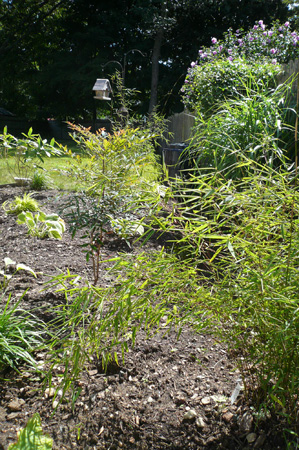 yard work09.jpg