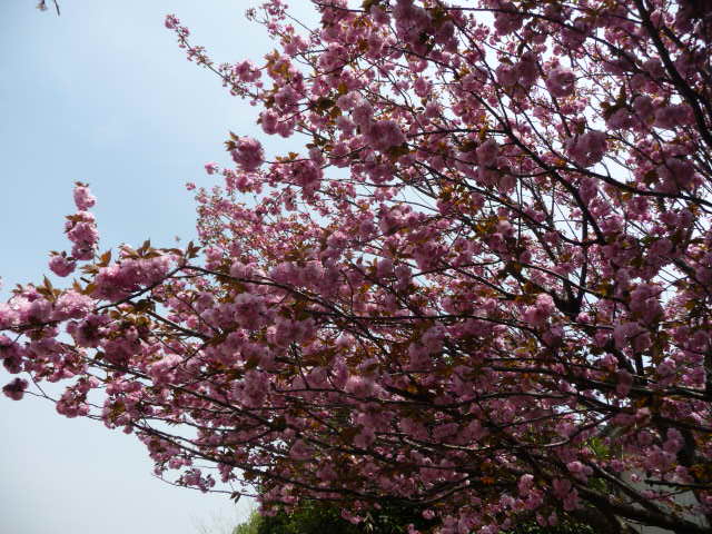 197 八重桜