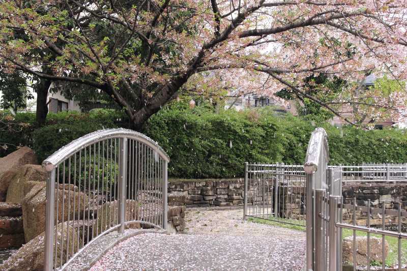 仕舞い桜_006.jpg