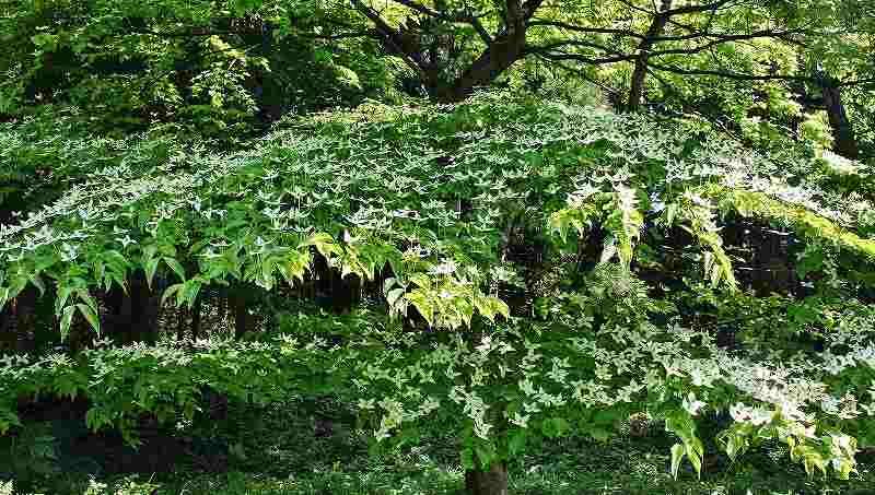 IMG_0625 (800x453).jpg