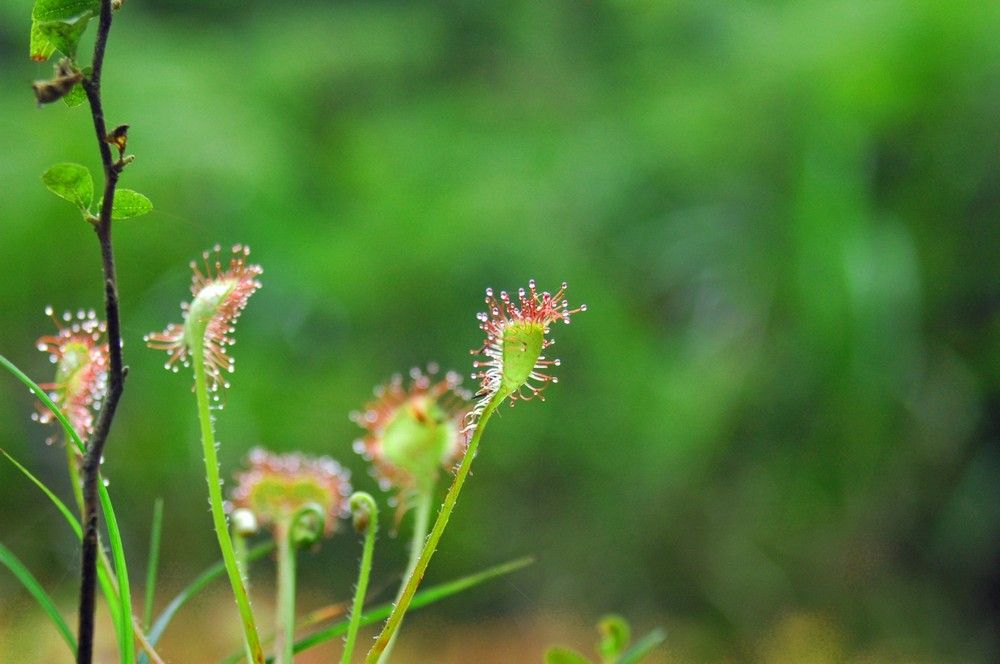 記事一覧 植物にっき 楽天ブログ