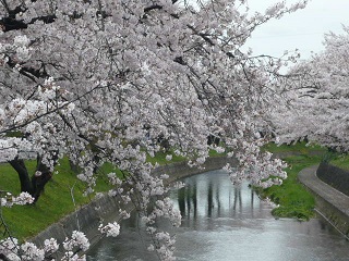 P1050617sakura.jpg