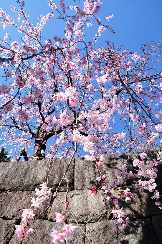 桜３