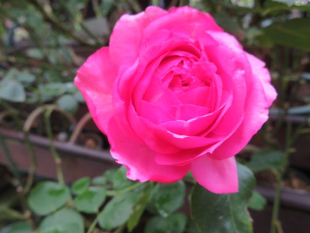 台風17号通過中とイヴ品種バラの開花途中の美しさ ばぁばの薔薇の花園 楽天ブログ