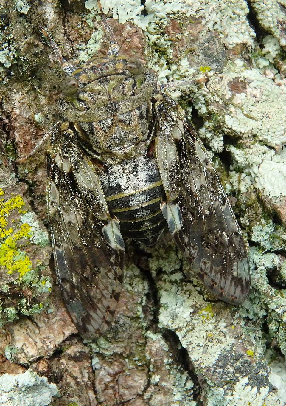 大接写 ニイニイゼミ ジャコウアゲハ幼虫 閲覧注意 オナガサナエ 楽天版じぶん更新日記 楽天ブログ