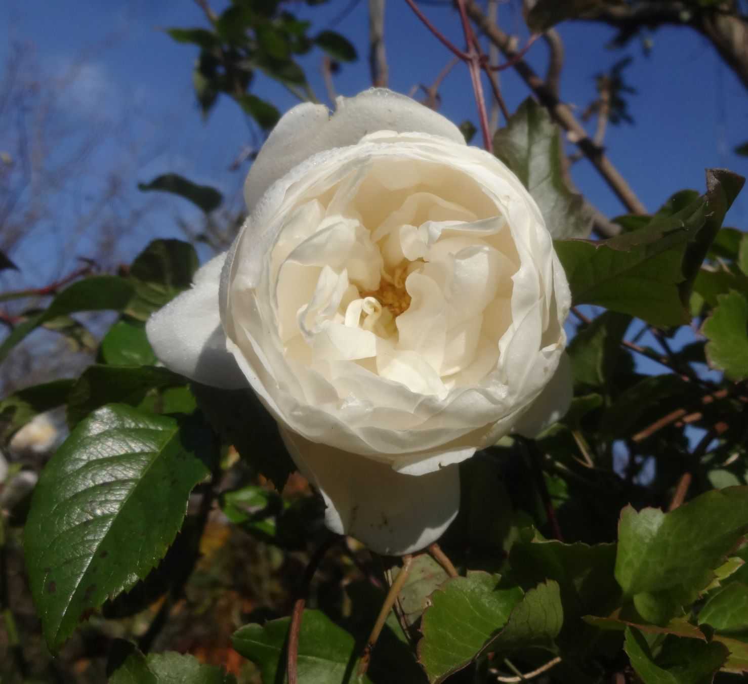 我ながら不思議 Junko S Garden 楽天ブログ