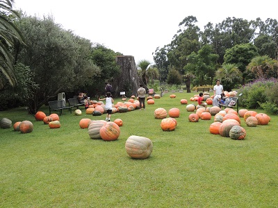 夢の島熱帯植物園10