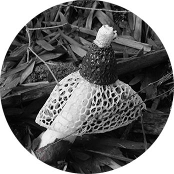 キヌガサタケ続報 | 山屋のページ - 楽天ブログ