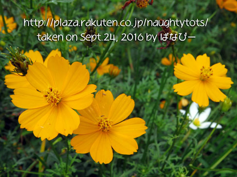 黄花コスモス