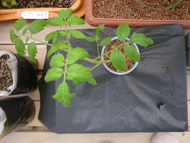 発泡スチロール栽培　トマト　１２．５．１７