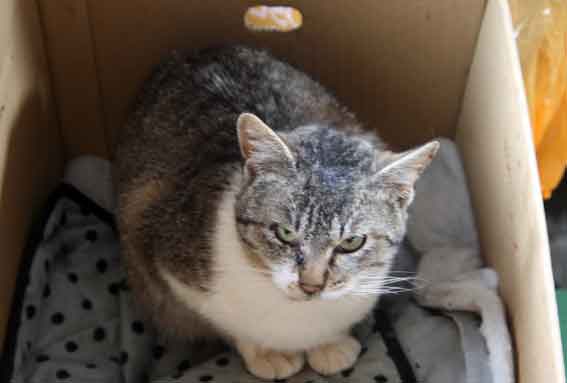 我が家のニャンコ♪2013/2/14-3