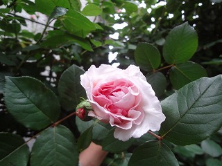 DSC05151.jpg