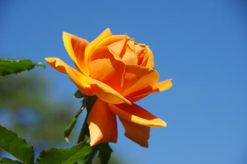 生田緑地ばら苑の秋薔薇