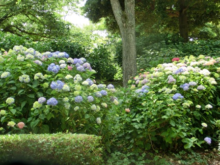 アジサイ５