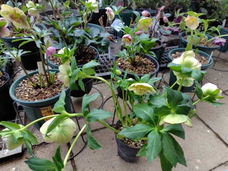 加藤クリロー「モーリー」No.5はアメリカンサイズ | 園芸サバイバル