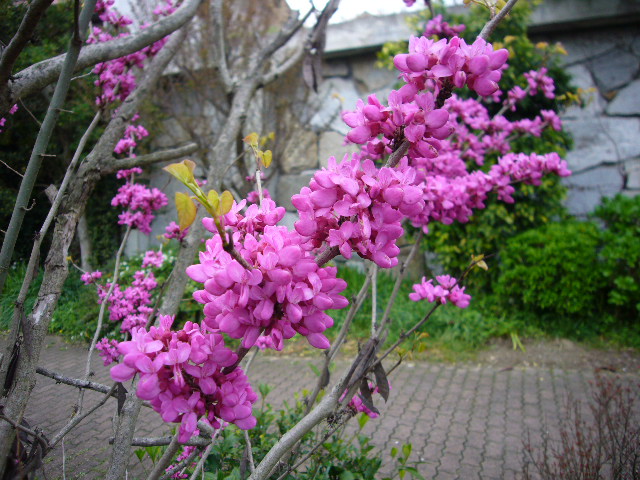 P1140054（ハナズオウ）.jpg