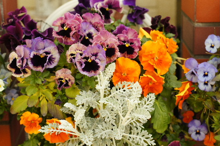2013_0405ﾊﾟﾝｼﾞｰ0005.JPG